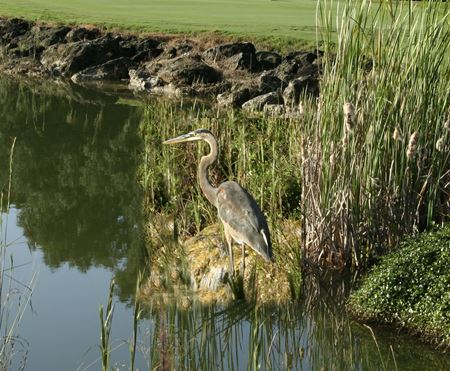 Spruce Creek Preserve Welcome to Spruce Creek Preserve Spruce Creek Preserve Welcome to Spruce Creek Preserve